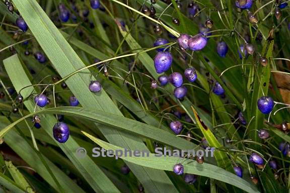 dianella nigra 3 graphic